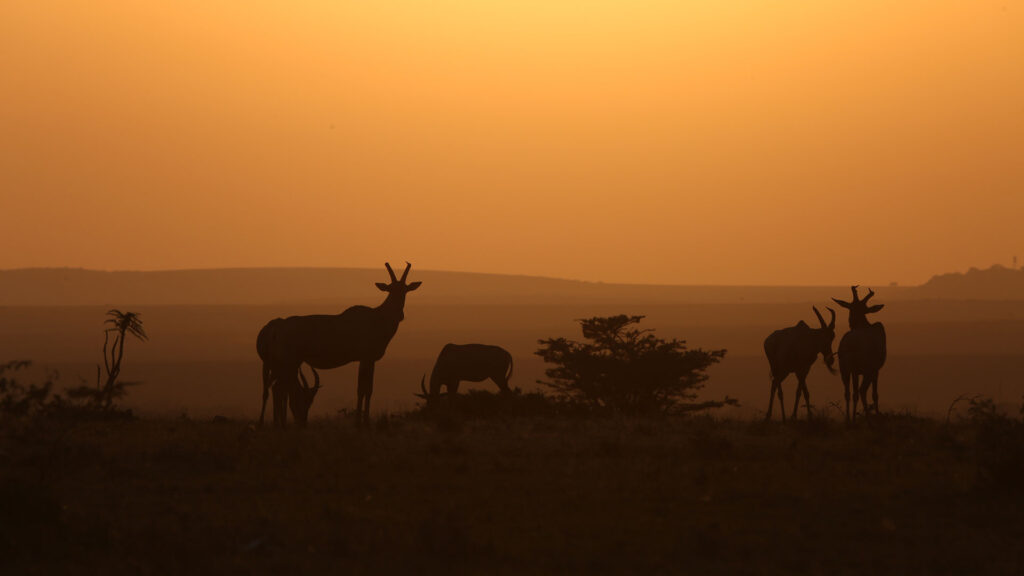 Donation form - Mara Conservancy Donations